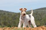 FOX TERRIER 278